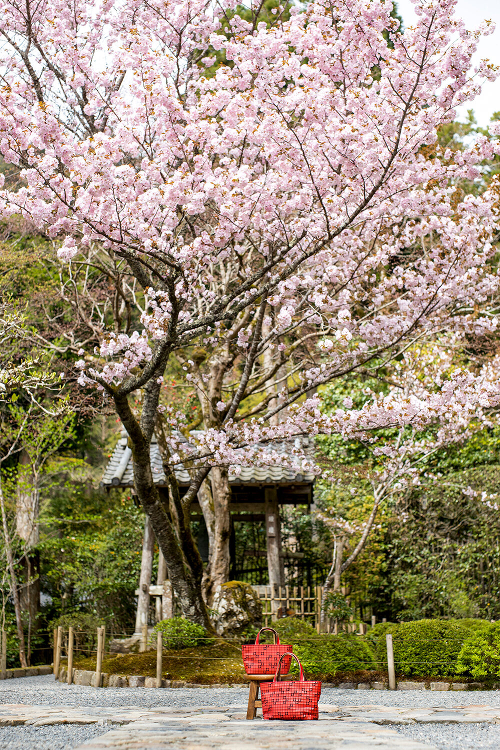 京都　寂光院-みぎわの桜